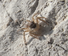 Menemerus semilimbatus