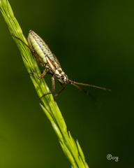 Leptopterna dolabrata