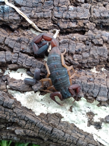 Slender Brown Scorpion photo 6