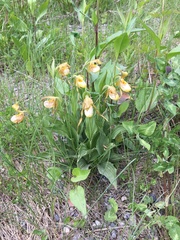 Cypripedium