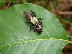 Laphria virginica
