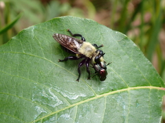 Laphria virginica