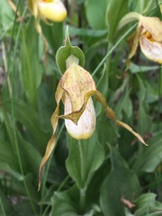 Cypripedium