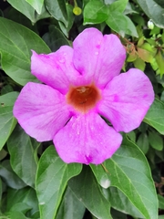 Amphilophium