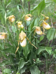 Cypripedium