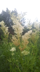 Filipendula