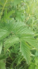Filipendula