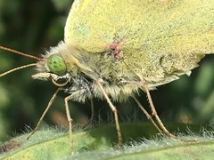 Colias christina