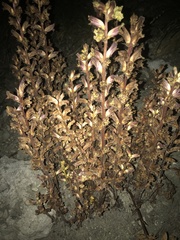 Orobanche laxissima
