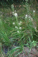 Toxicoscordion fontanum