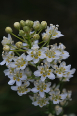 Toxicoscordion fontanum