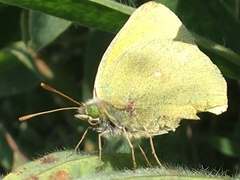 Colias christina