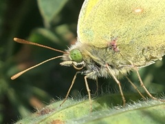 Colias christina