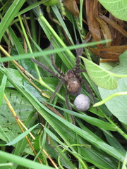 Cupiennius salei