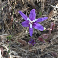 Brodiaea leptandra