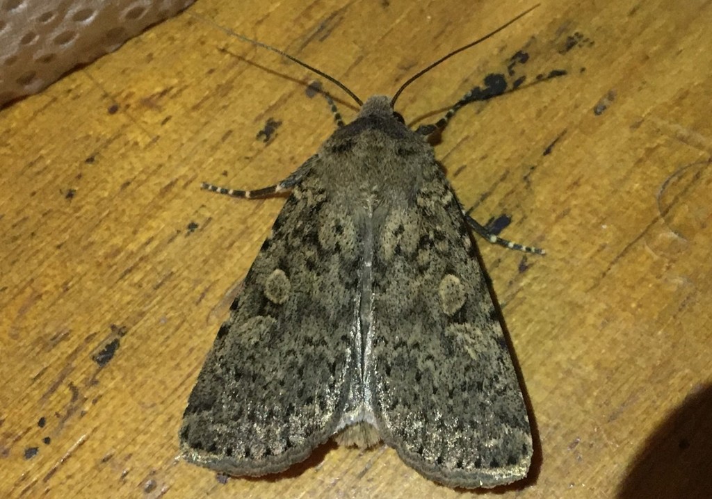Dotted Rustic