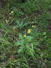 Geum macrophyllum perincisum