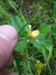 Geum macrophyllum perincisum