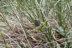 Plebejus melissa