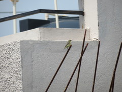 Cinnyris asiaticus