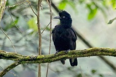 Cephalopterus ornatus