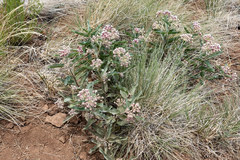 Asclepias hallii