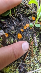 Neottiella