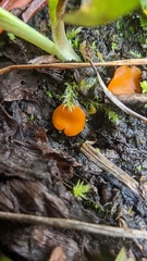 Neottiella