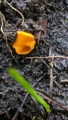 Neottiella