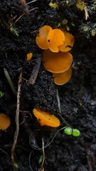 Neottiella