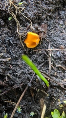 Neottiella
