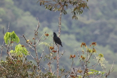 Cephalopterus ornatus