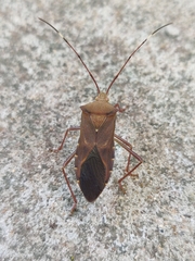 Paradasynus rostratus