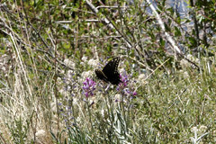 Papilio machaon bairdii