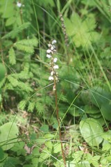 Pyrola media