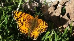 Phyciodes mylitta