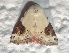 Eublemma ecthaemata