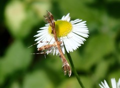 Dejongia lobidactylus