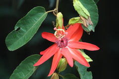Passiflora miniata