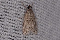 Eudonia strigalis
