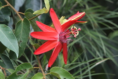 Passiflora miniata