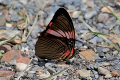 Adelpha lycorias