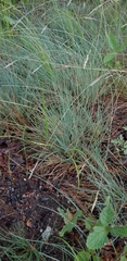 Festuca trachyphylla