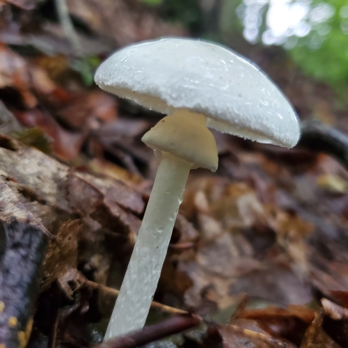Atkinson's destroying angel