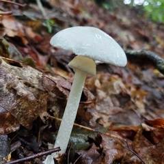 Amanita elliptosperma