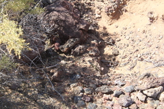 Aspidoscelis marmoratus