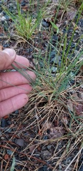 Festuca trachyphylla