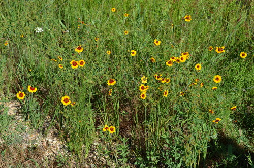 Coréopsis des teinturiers