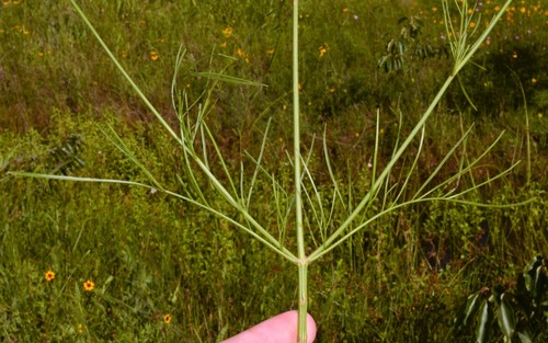 Coréopsis des teinturiers 2