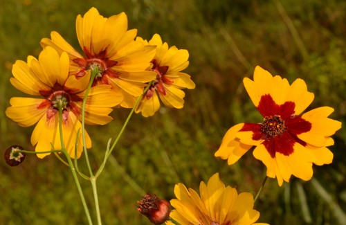 Coréopsis des teinturiers 4